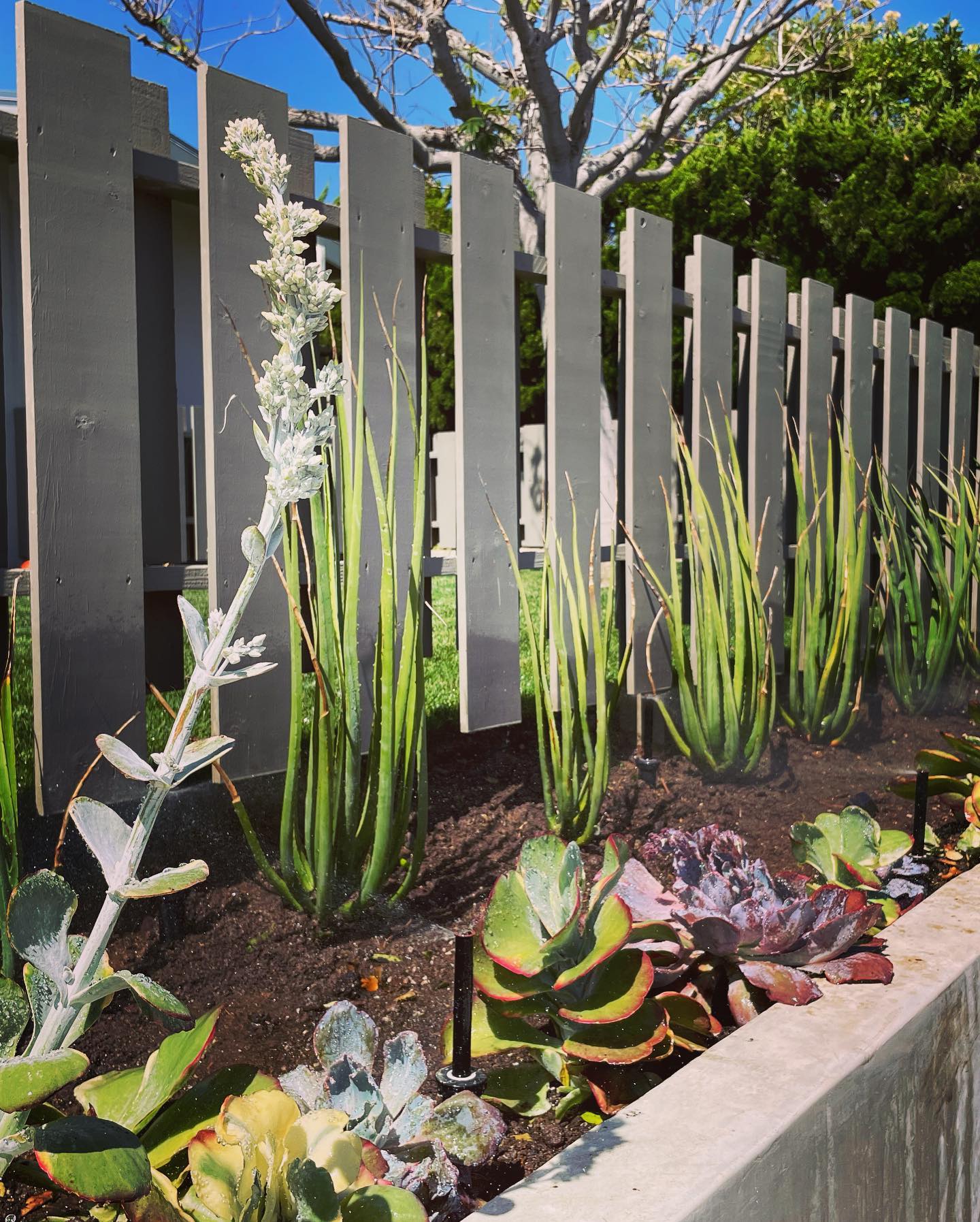 Luxury outdoor living space with trimmed hedges